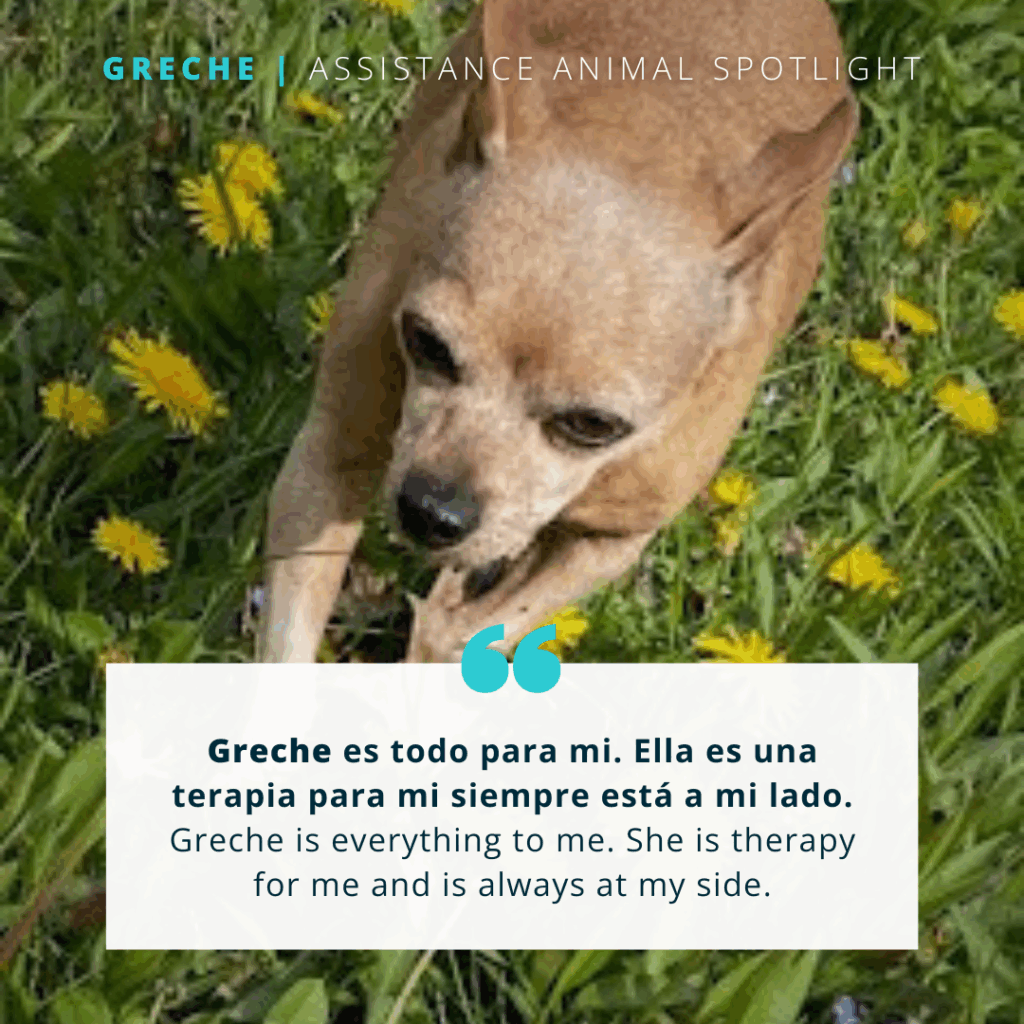 Greche | Assistance Animal Spotlight

A tan chihuahua walks through a patch of dandelions.

Quote reads: "Greche es todo para mi. Ella es una terapia para mi siempre esta a mi lado. / Greche is everything to me. She is therapy for me and is always at my side."