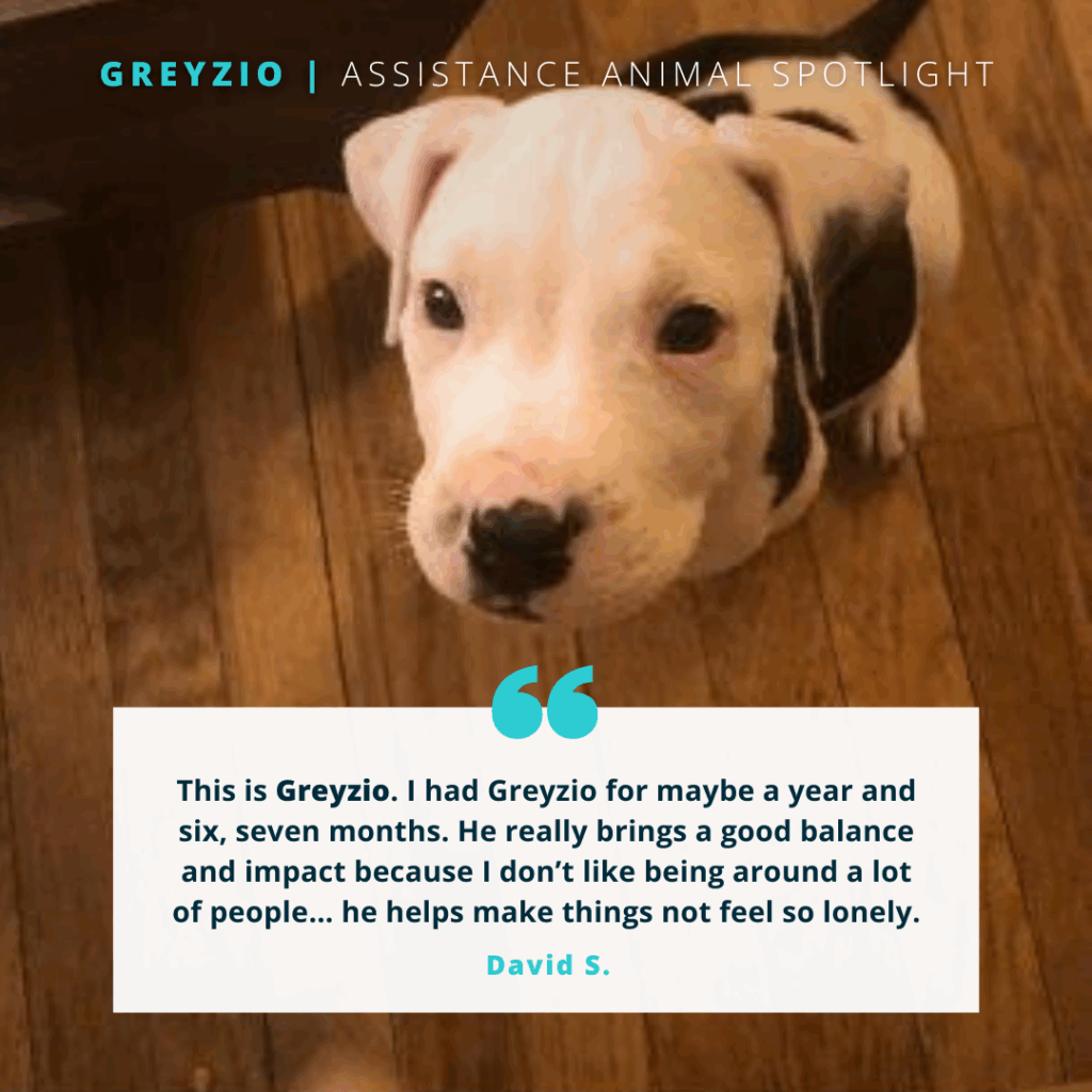 Greyzio | Assistance Animal Spotlight

A white and black puppy is sitting on the floor, looking up.

Quote reads: "This is Greyzio. I had Greyzio for maybe a year and six, seven months. He really brings a good balance and impact because I don't like being around a lot of people... he helps make things not feel so lonely." - David S.