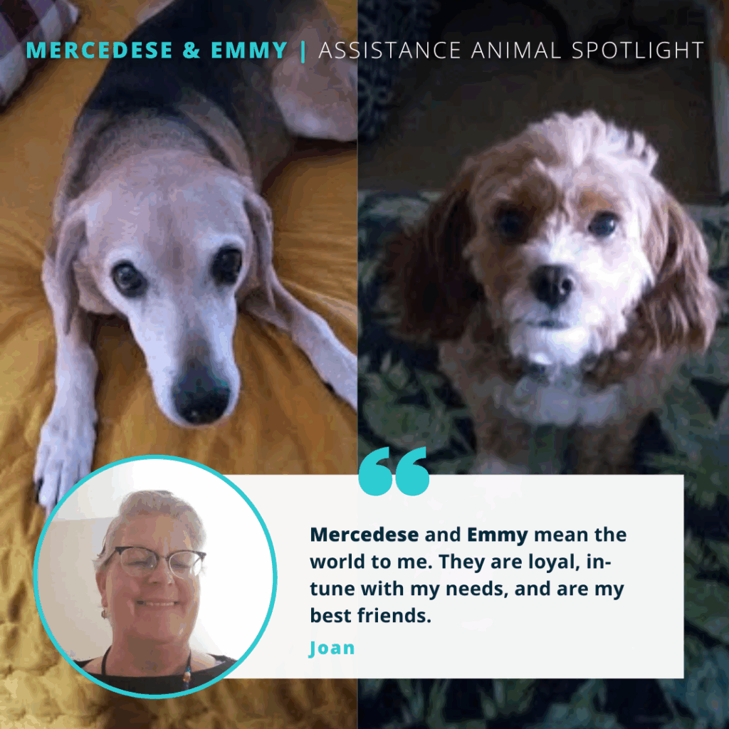 Mercedes & Emmy | Assistance Animal Spotlight

Two dogs are shown side-by-side. The dog on the left is tan and black, with white around her muzzle. The dog on the right is mostly tan with wavy fur and patches of white on her chest and chin.

Quote reads: "Mercedese and Emmy mean the world to me. They are loyal, in-tune with my needs, and are my best friends." - Joan