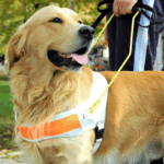 seeing eye dog