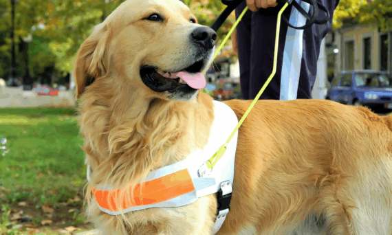 seeing eye dog